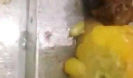 虫子爆料视频,揭秘视频背后的惊人真相